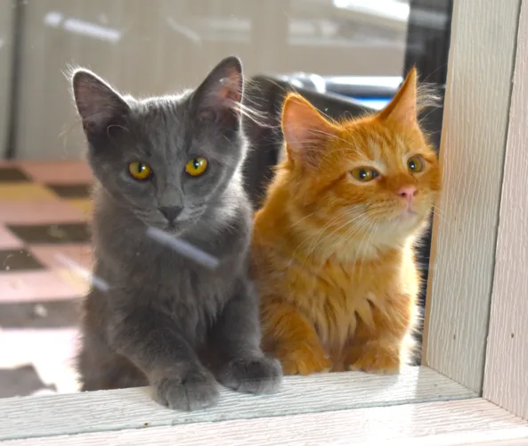 ‘It's a great time to adopt a cat’